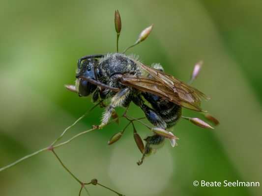 Macropis fulvipes männlich, schlafend