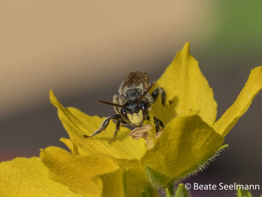 Macropis fulvipes männlich