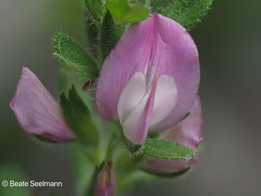 Hauhechel (Ononis repens)