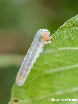 Raupe einer Blattwespe am Gilbweiderich