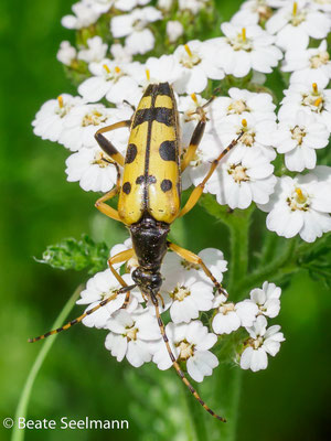 Gefleckter Schmalbock