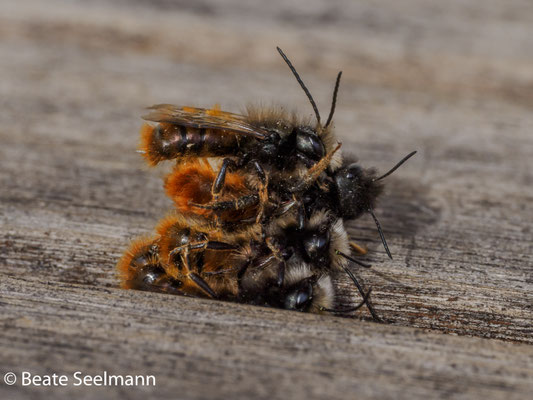 stürzen sich die Männchen auf das eine Weibchen