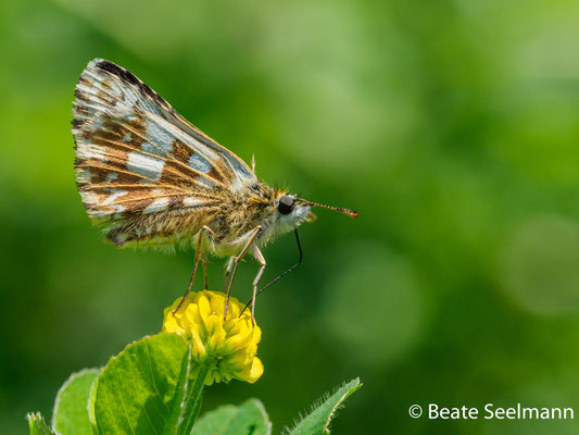 Kleine Würfel-Dickkopffalter, Malven-Würfelfleck (pyrgus malvae)