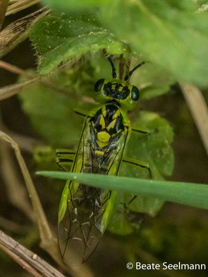 Grüne Blattwespe, Rhogogaster viridis