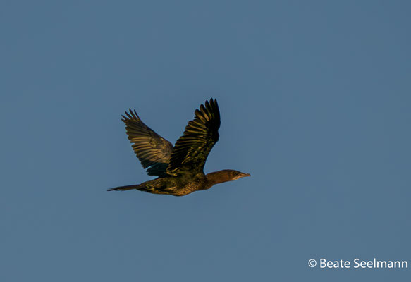 Zwergscharbe im Flug