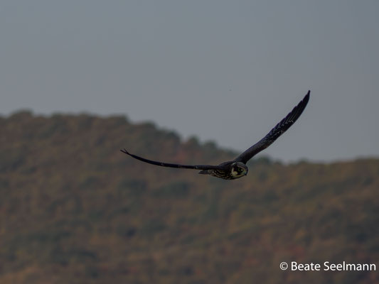 Baumfalke, Jungvogel
