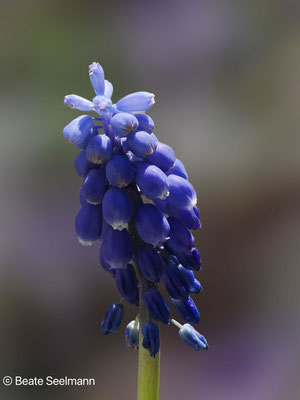 Perlhyazinthe