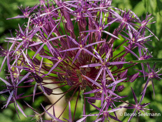 Allium