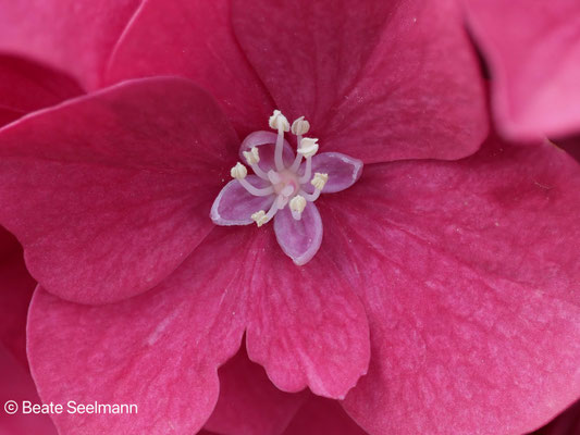 Hortensie