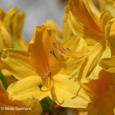 Gelbe Alpenrose (Rhododendron luteum)