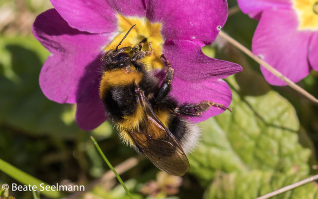 Gartenhummel und Primelchen