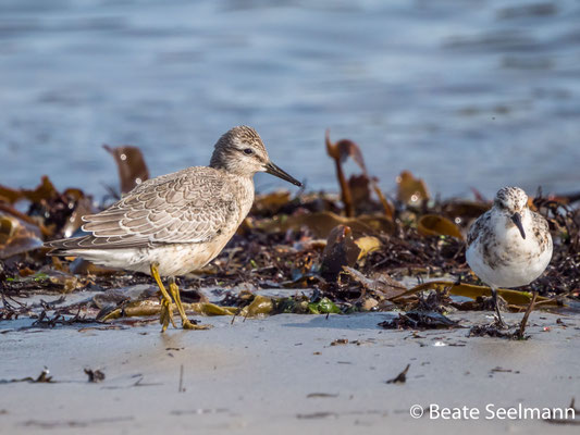 Sanderling und Knutt