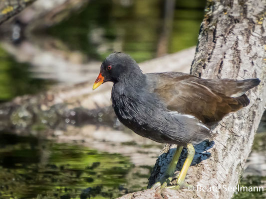 Teichhuhn