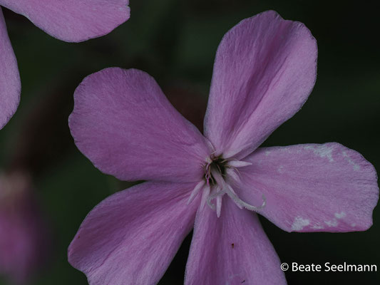 Seifenkraut (Saponaria x sicula Sigrud)