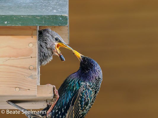 Der Käfer will leben