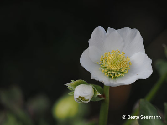 Christrose