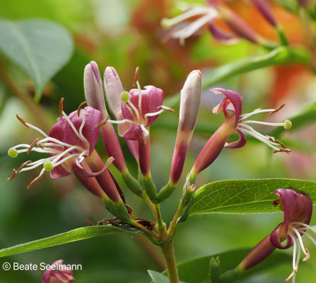 Immergrünes Geißblatt - Lonicera-acuminata