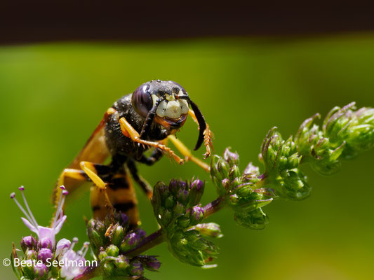 Bienenwolf männlich