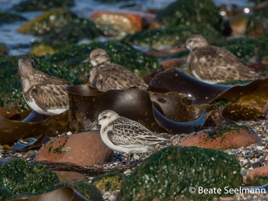 Sanderling