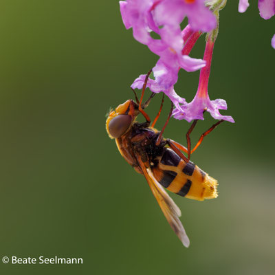 Hornissenschwebfliege