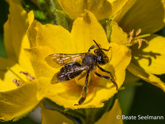 Macropis fulvipes weiblich