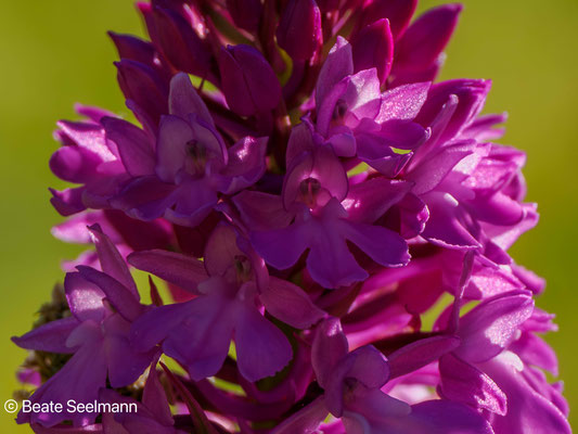 Pyramidenorchis