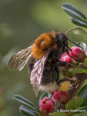 Baumhummel an Mispelstrauch