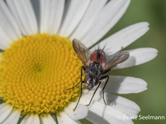 Zweifarbige Raupenfliege