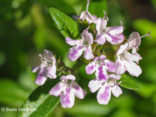 Thymian