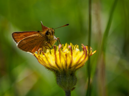 Schwarzkolbiger Braundickkopffalter (Thymelicus lineola))