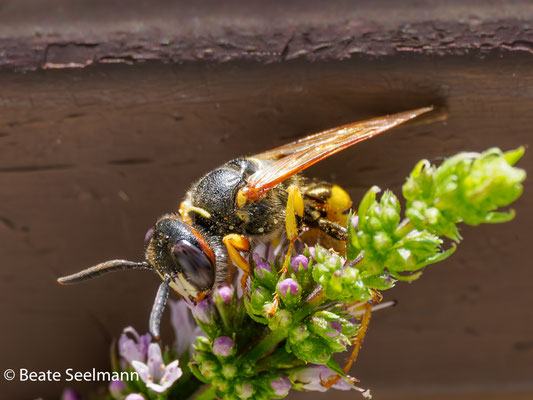 Bienenwolf männlich
