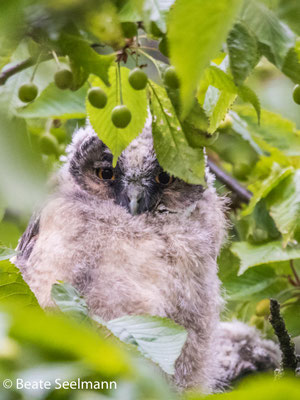 Waldohreule Jungvogel in Heitersheim