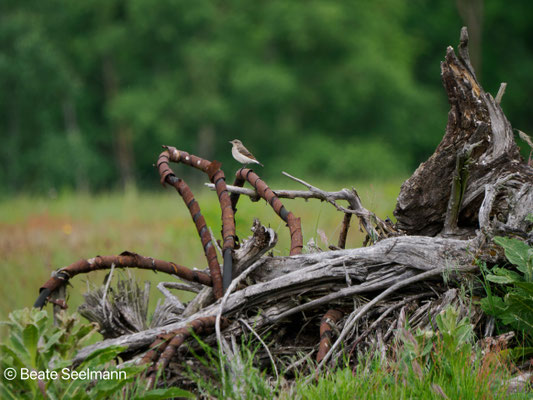 Steinschmätzer Jungvogel
