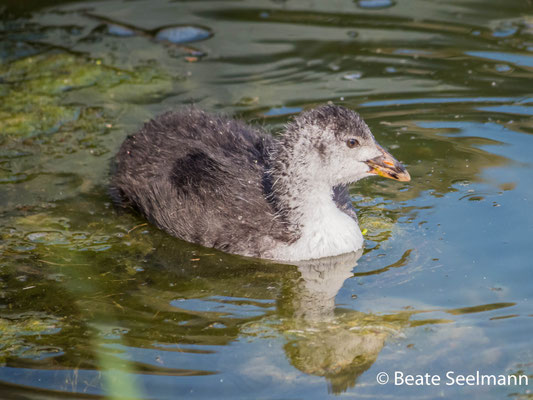 Blässhuhn Jungvogel