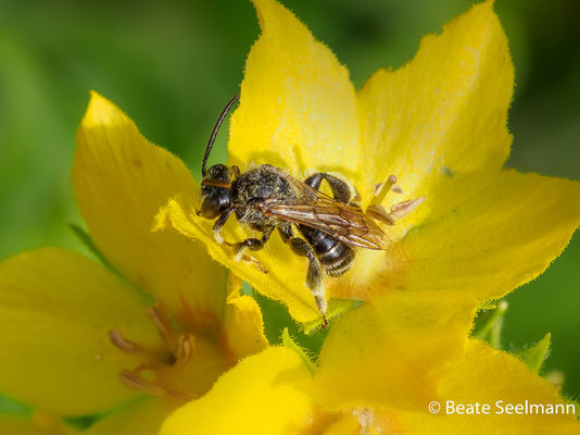 Macropis fulvipes männlich
