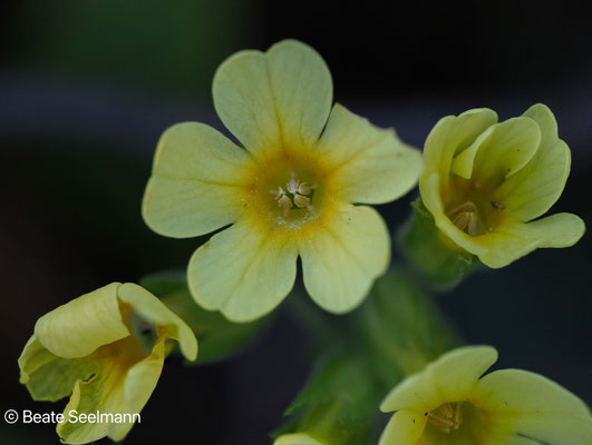 Schlüsselblume
