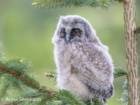 Waldohreule Jungvogel in Heitersheim