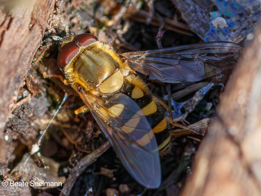 Behaarte Schwebfliege