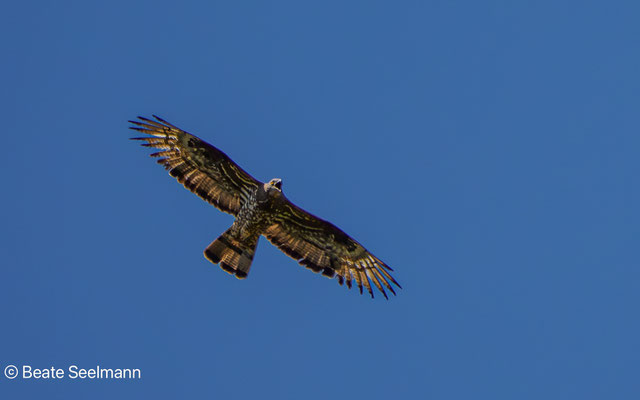 Wespenbussard
