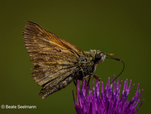 Rostfarbiger Dickkopffalter (Ocholodes sylvanus)