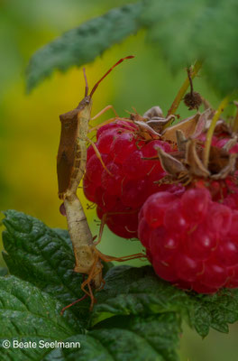Akrobatik an der Himbeere