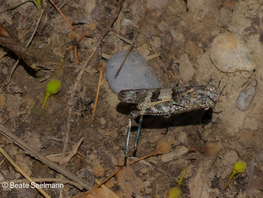 Blauflügelige Ödlandschrecke vor dem Sprung