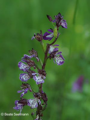 Purpurknabenkraut