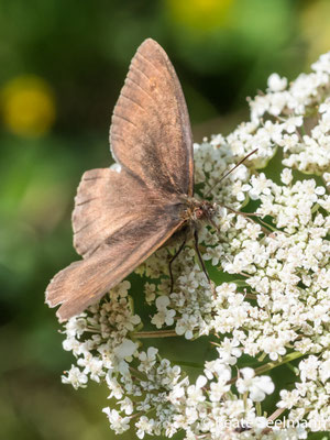 Brauner Waldvogel