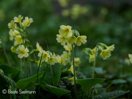 Schlüsselblume