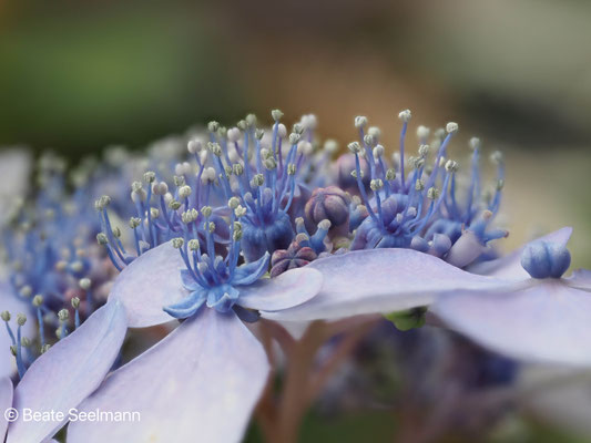 Hortensie