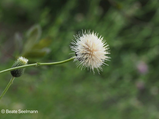 Schartendistel