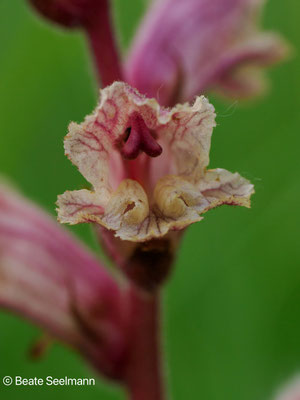 Thymian Sommerwurz