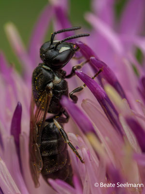 Flockenblume, weibliche Biene