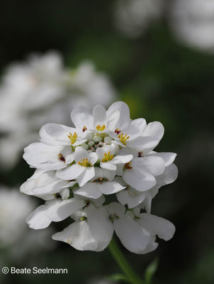 Schleifenblume
